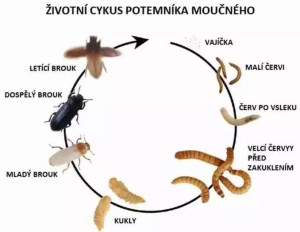 zivotni-cyklus.jpg