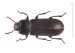 Potemník (Tenebrio molitor)